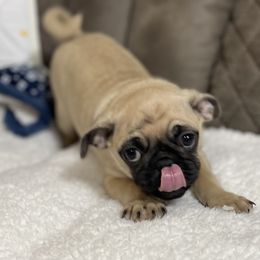 Pug Puppies from PugsncuddlesTN