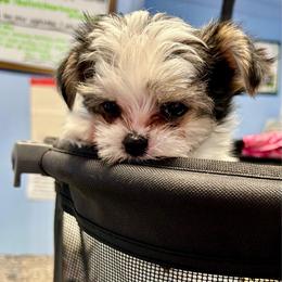 Boy 1 - Black & tan tri-color male Morkie puppy in Ocala, Florida from Hummingbird Fields