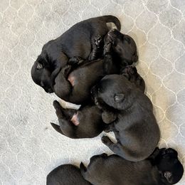 William - Black male Scottish Terrier puppy in Crossville, Tennessee from Cavern Kennels