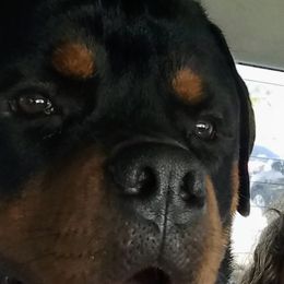Odin - Rottweiler