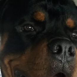 Odin - Rottweiler