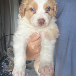 Liverpool AKA Livey - Yellow female Australian Shepherd puppy in Pattison, Texas from Legacy Water Australian Shepherds