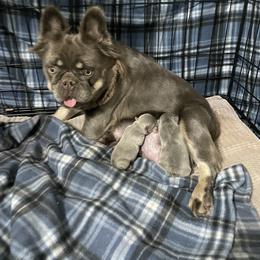 French Bulldog puppies from Let it Ride Bulldogs