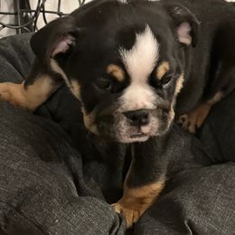 Bulldog Puppies from BUBBABULL