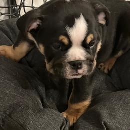 Bulldog Puppies from BUBBABULL