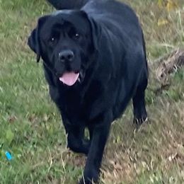2 yr old beautiful boy didnt make the show cut - Black male Labrador Retriever puppy in Maynardville, Tennessee from Three Bears Labradors
