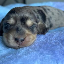 Boy 2 - Dapple male Dachshund puppy in Allenhurst, Georgia from B’s Dapper Dachshunds