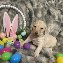 Poodle Puppies from Purple Heart Canines