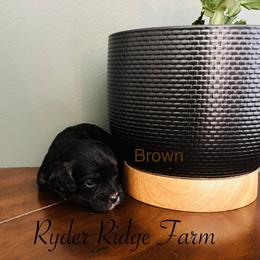 Brown - Black and tan male Cavapoo puppy in White Sulphur Springs, West Virginia from Ryder Ridge Farm