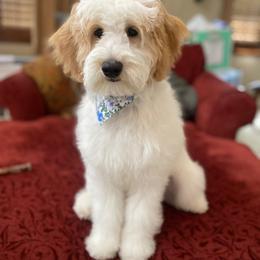 Goldendoodle Puppies from Old Lake Doodles