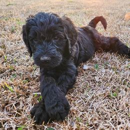 Goldendoodle Puppies from Lucky's Doodlez