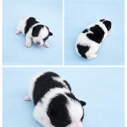 Snoopy - Black parti male Pomeranian puppy in Middlefield, Ohio from Twice The Love Pomeranians