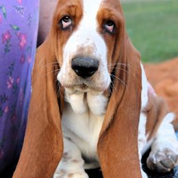 Imax - Mahogany and white Basset Hound puppy in Morton, Mississippi from Magnolia Basset Hounds
