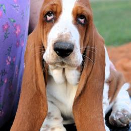 Imax - Mahogany and white Basset Hound puppy in Morton, Mississippi from Magnolia Basset Hounds