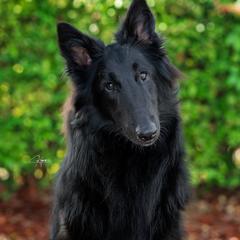 Shimmer - Belgian Sheepdog