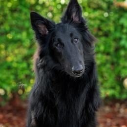 Shimmer - Belgian Sheepdog