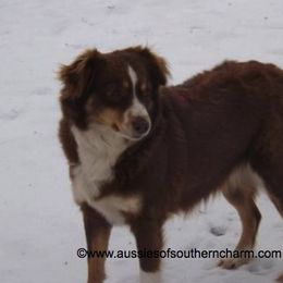 Miniature American Shepherd Everyday Life from Blessed With The Grace of Southern Charm Aussies