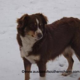 Miniature American Shepherd Everyday Life from Blessed With The Grace of Southern Charm Aussies