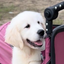Girl 3 - Betsy Ross - Light golden Golden Retriever puppy in Millsap, Texas from Cool Oaks Farm