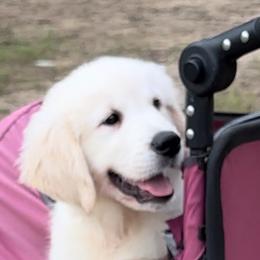 Girl 3 - Betsy Ross - Light golden Golden Retriever puppy in Millsap, Texas from Cool Oaks Farm