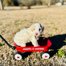 Paul McCartney - Parti male Poodle puppy in Dunn, North Carolina from Sandy Creek Kennels