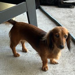 Chubby - Dachshund