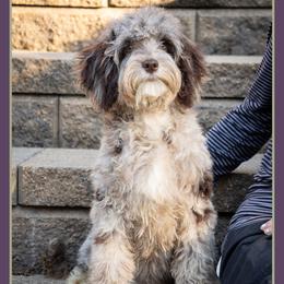 Evelyn - Merle female Cockapoo puppy in Connersville, Indiana from Deaz Doodle Ranch