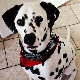 Dalmatians from Red Dirt Dalmatians