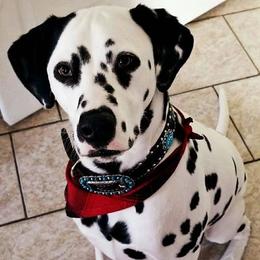 Dalmatians from Red Dirt Dalmatians