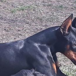 Doberman Pinschers, Flat-Coated Retrievers, and Golden Retrievers from Creekwood Kennel