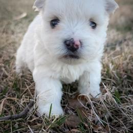 Sophie - White female West Highland White Terrier puppy in Maryville, Missouri from The West Acres