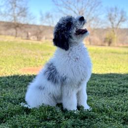 Emerald - Blue merle and white female Sheepadoodle puppy in Tahlequah, Oklahoma from Mulberry Ridge Doodles