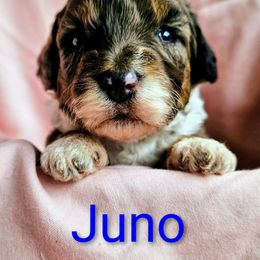 Juno - Blue merle female Assorted Doodle Crosses puppy in Rainier, Oregon from Seven Petals Farm