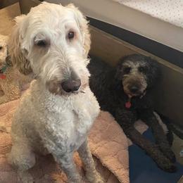 Goldendoodle All Grown Up from Budge Family Goldendoodles