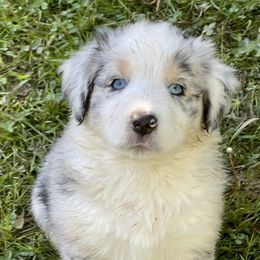Australian Shepherd Puppies from Bedtime Story Australian Shepherds