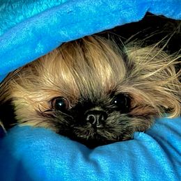 Peachy Keen - Shih Tzu