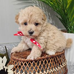 Beau - Cream male Maltipoo puppy in Utica, Ohio from Poodle Me Crazy