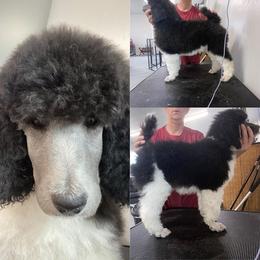 Poodle Puppies from High Mesa Standards
