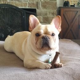 Ti - French Bulldog