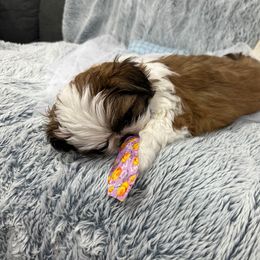 Shih Tzu Puppies from Bay Area Shih Tzu