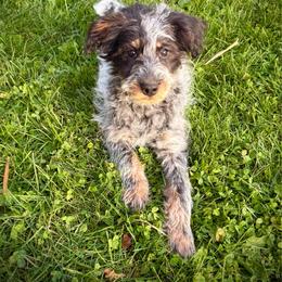 Millie - Blue female Assorted Doodle Crosses puppy in Ohio from Holley Doodles