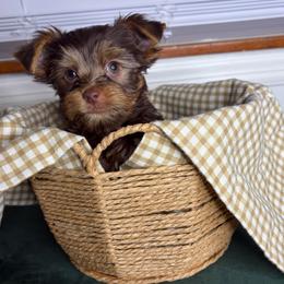 Buttercup - Chocolate, tan and white male Yorkshire Terrier puppy in Illinois from Pretty Little Yorkies