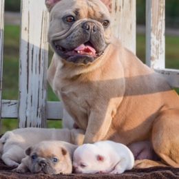 French Bulldog Puppies from ImAgem Frenchies