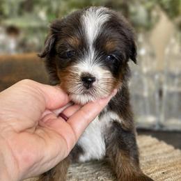 Boy 1 - Merle male Bernedoodle puppy in Peoria, Arizona from Grand Canyon Bernedoodles