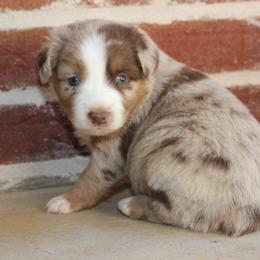 Miniature Australian Shepherd and Toy Australian Shepherd Puppies from TK Mini & Toy Aussies