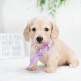 Girl 2 - female Dachshund puppy in Lagrange, Indiana from Royal Paws