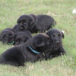Boy 5th pick - Black male Labrador Retriever puppy in Four Oaks, North Carolina from TLC Retrievers