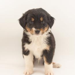 Shepherd - Black tri-color male Australian Shepherd puppy in Placerville, California from BFF Aussies
