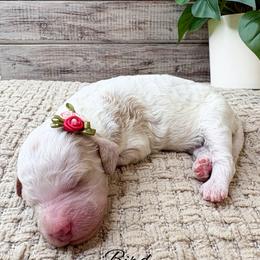 Bird - Parti female Goldendoodle puppy in from Pink Poodles and Doodles