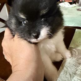 Blackie - Black parti male Pomeranian puppy in Snohomish County, Washington from Heartlove Poms